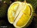 Durio zibethinus